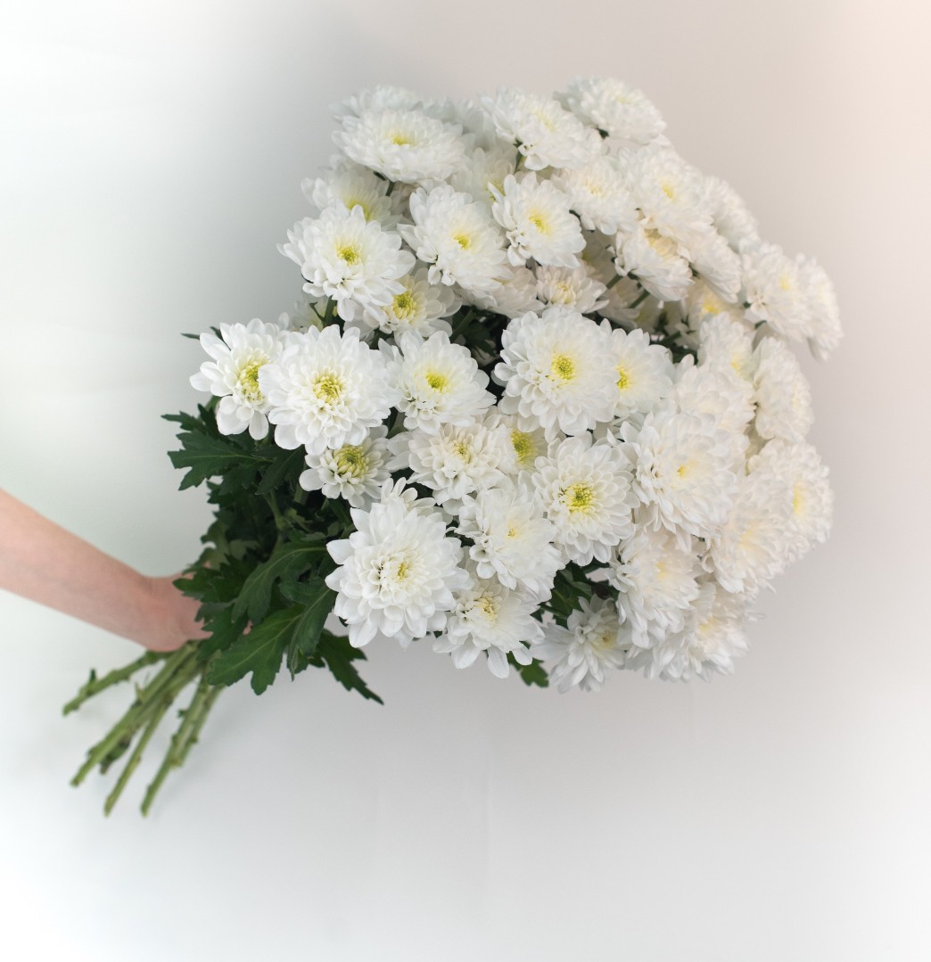 7 кустовых хризантем Зембла